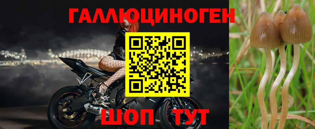 Псилоцибиновые грибы GOLDEN TEACHER Дубна